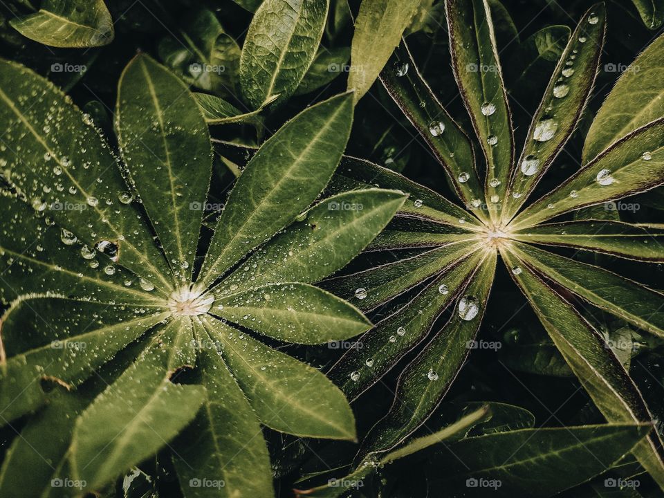 dew drops on lupine leaves