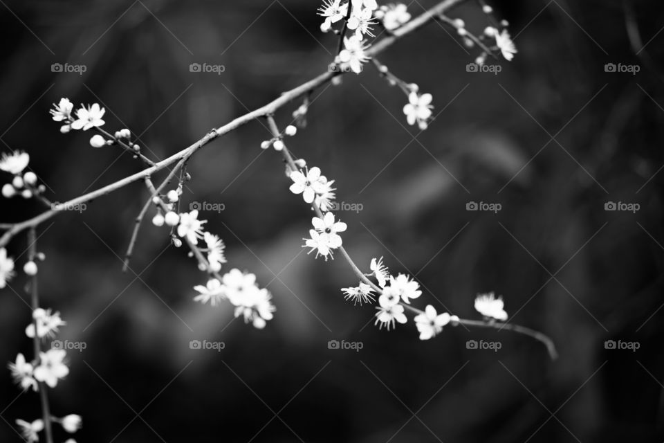 Spring flowers in London