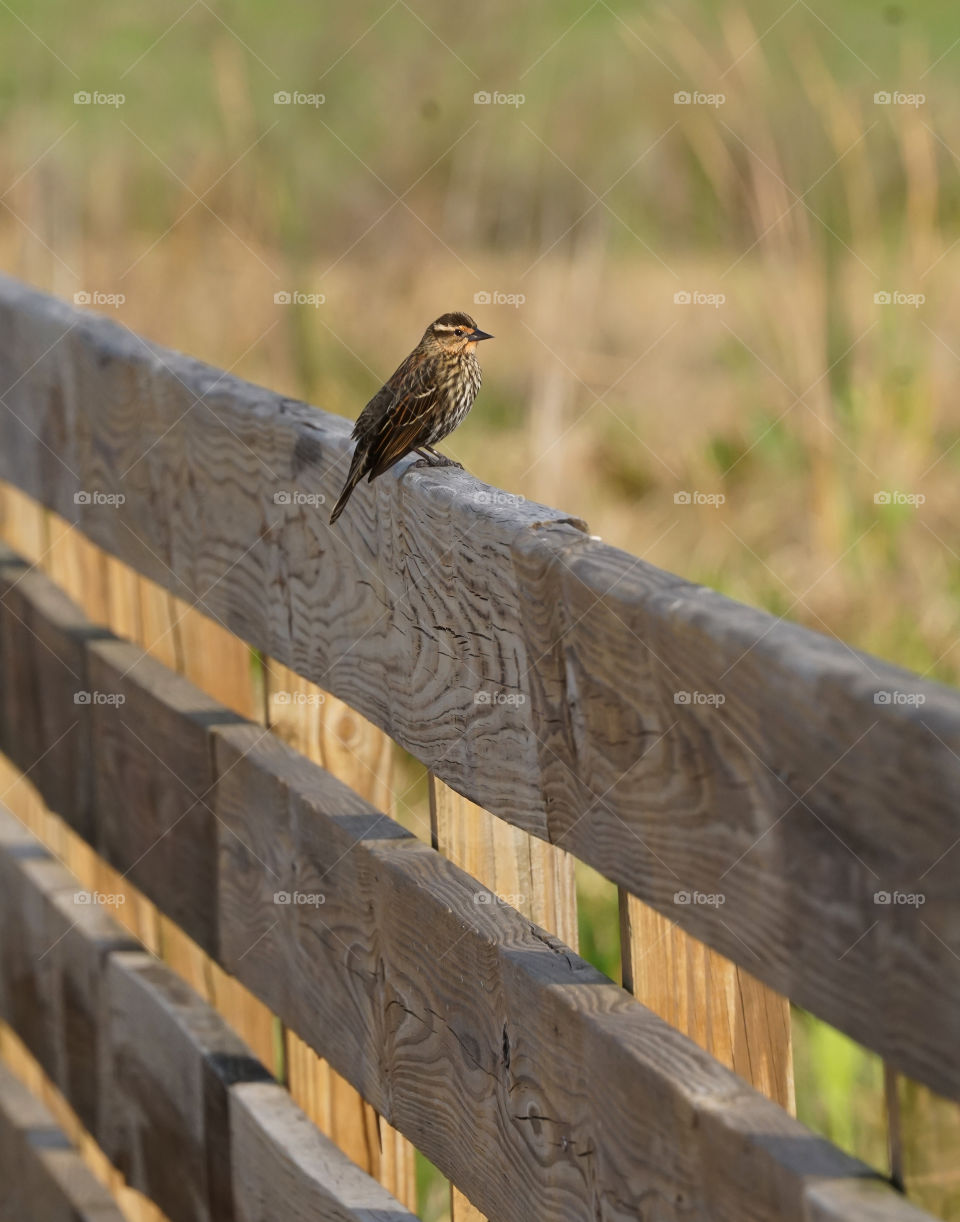 Female Red-Winged Blackbird on a Fence