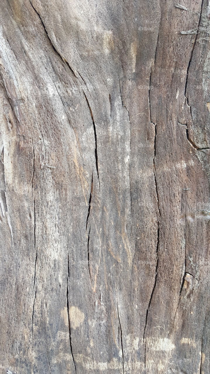 Wooden Bark Texture