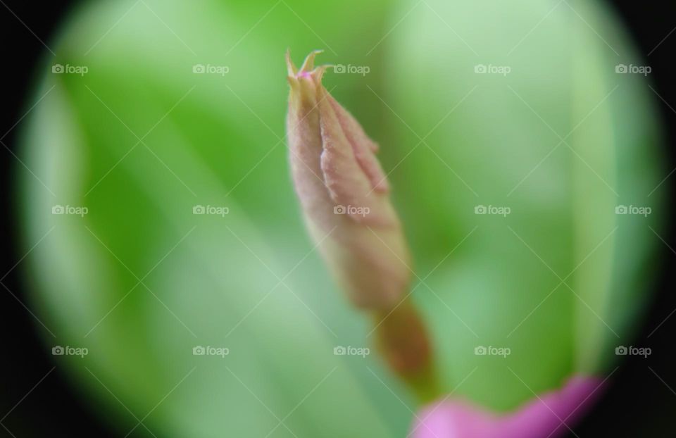 flower bud