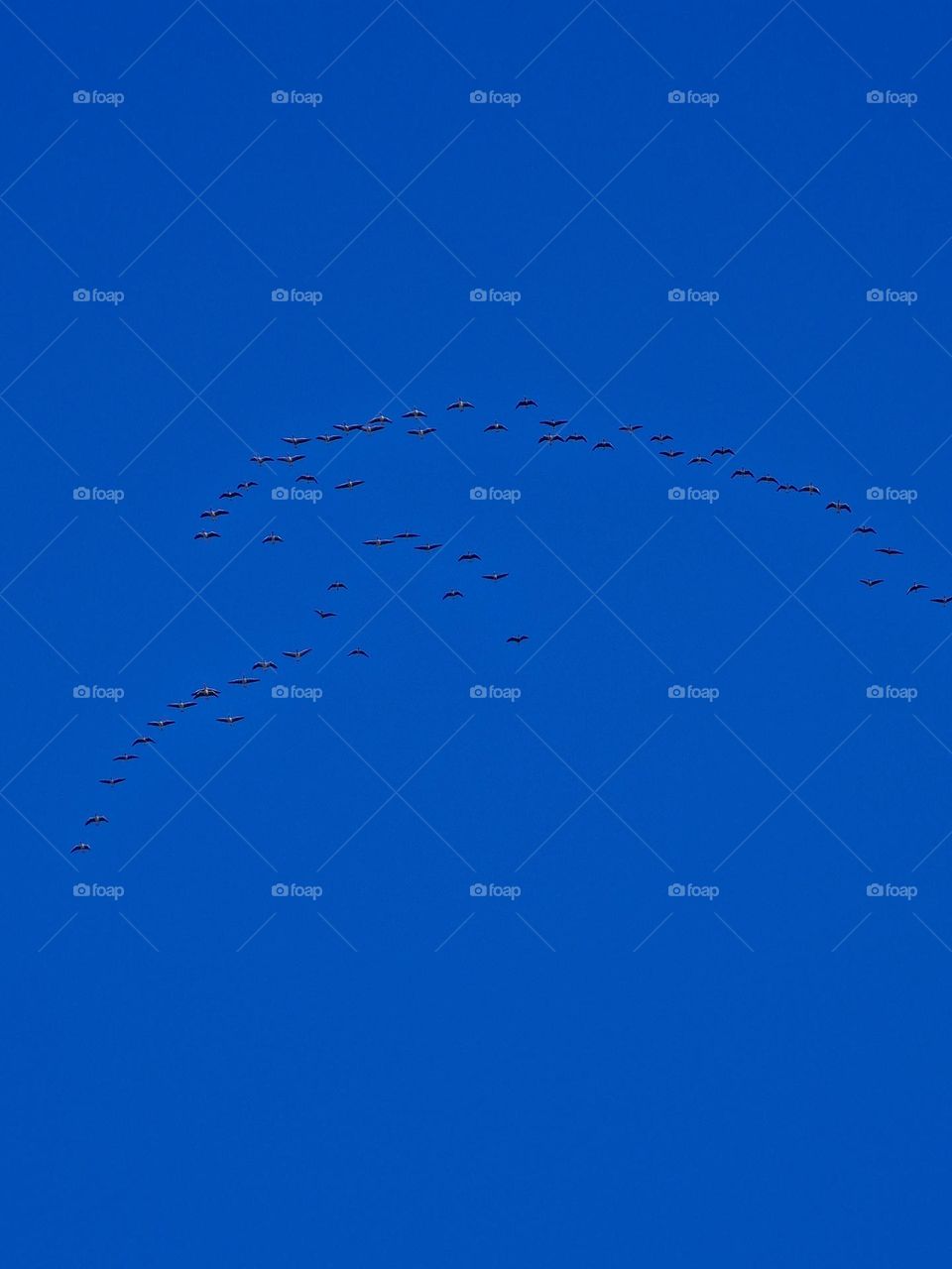 birds flying in the blue sky