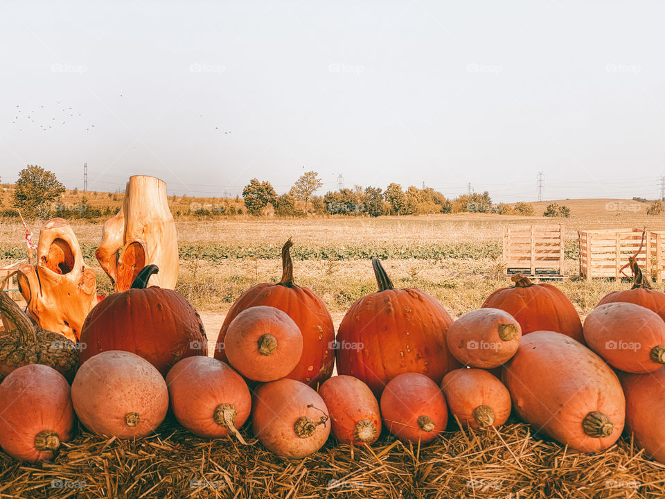 pumpkins