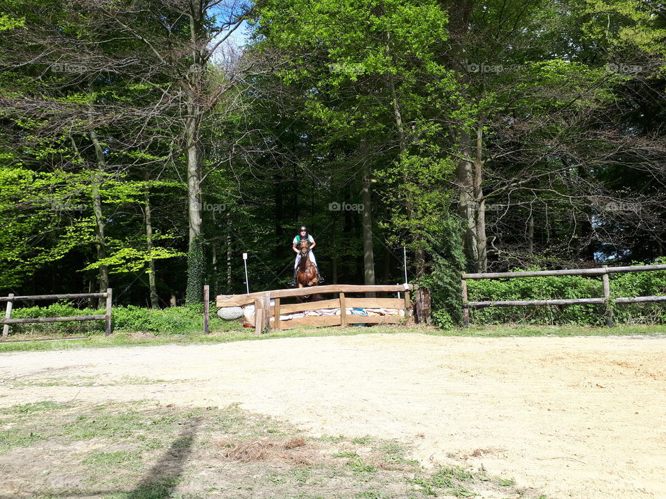 Horse jumping, high and higher