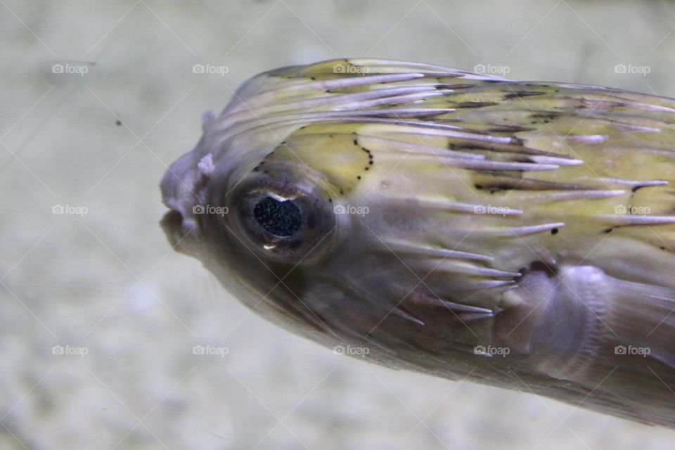 Porcupine fish