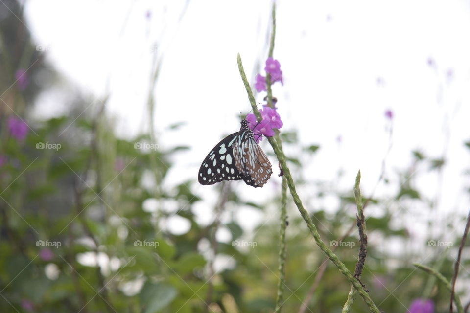 a butterfly sitting on a flower