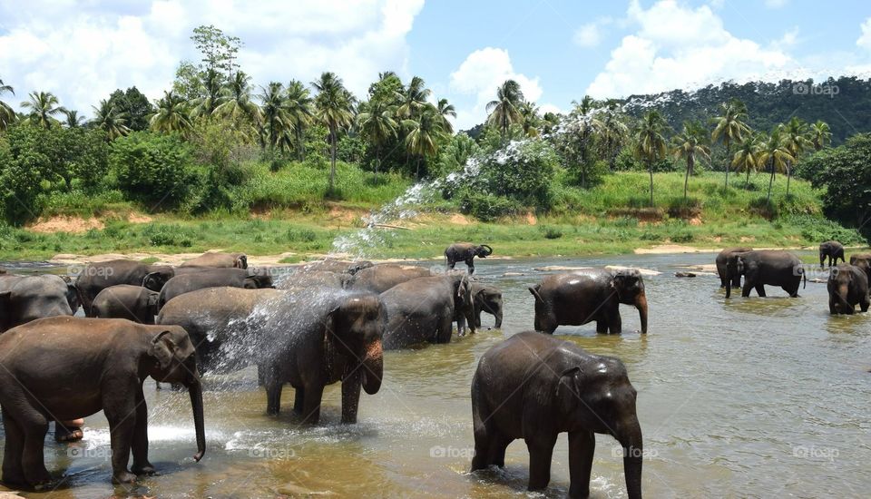 Beautiful elephants In Sri Lanka 