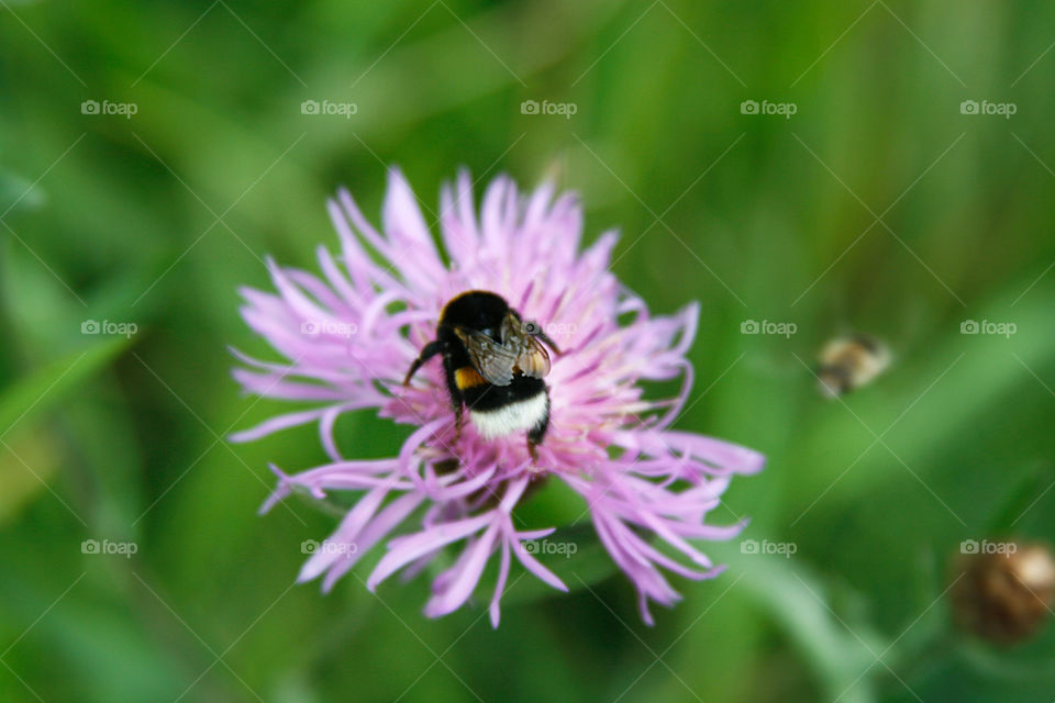 Bumblebee on a flower 