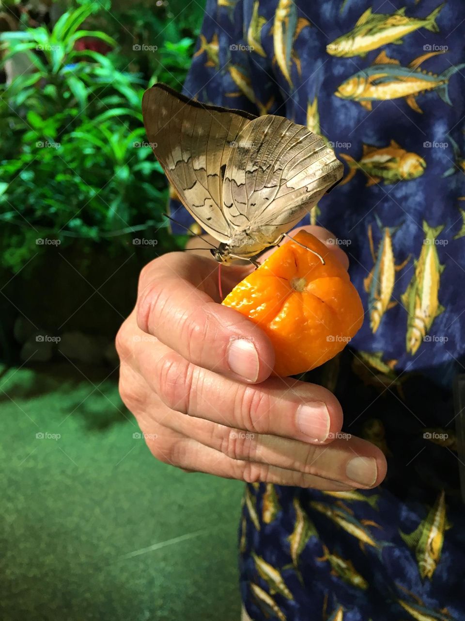 The butterfly sucking the orange juice.