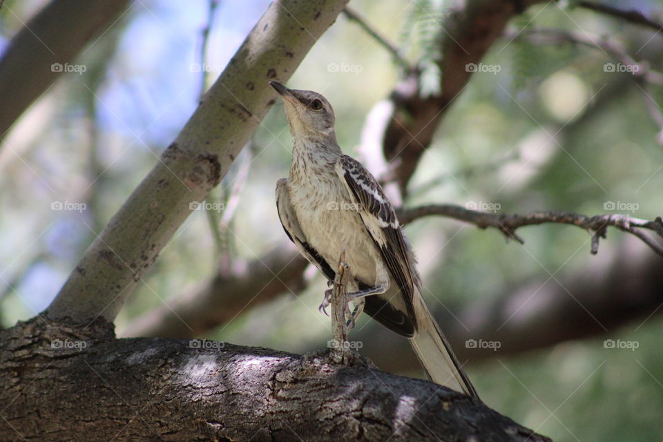 mocking bird
