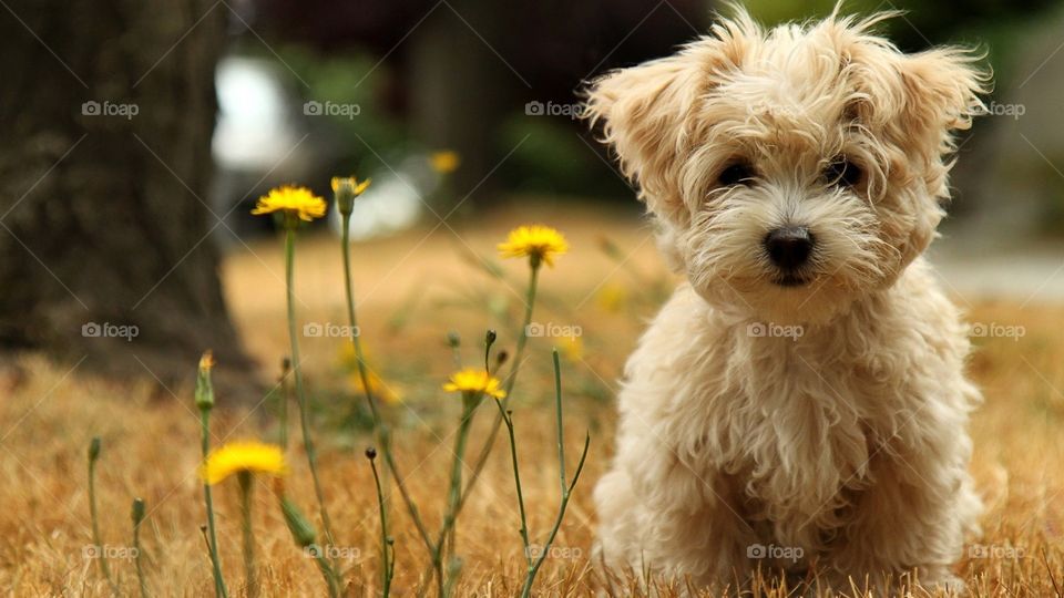 dog with flower