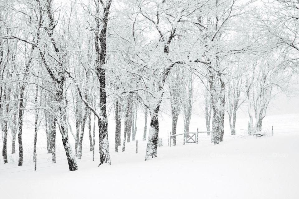 Snow-covered trees and wooden gate in a rural area 