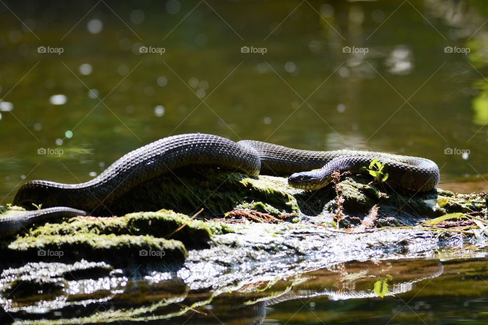 slithering snake