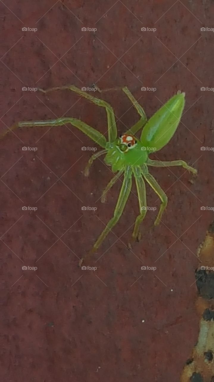 green spider