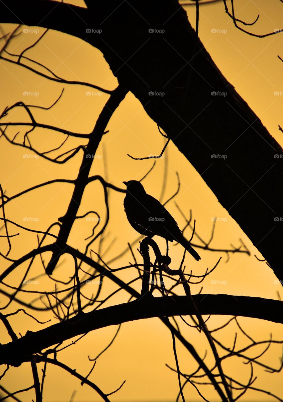 backlight bird on the branch
