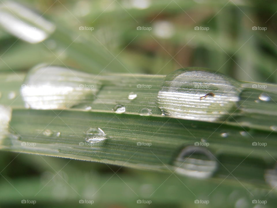 Rain Drops On Grass