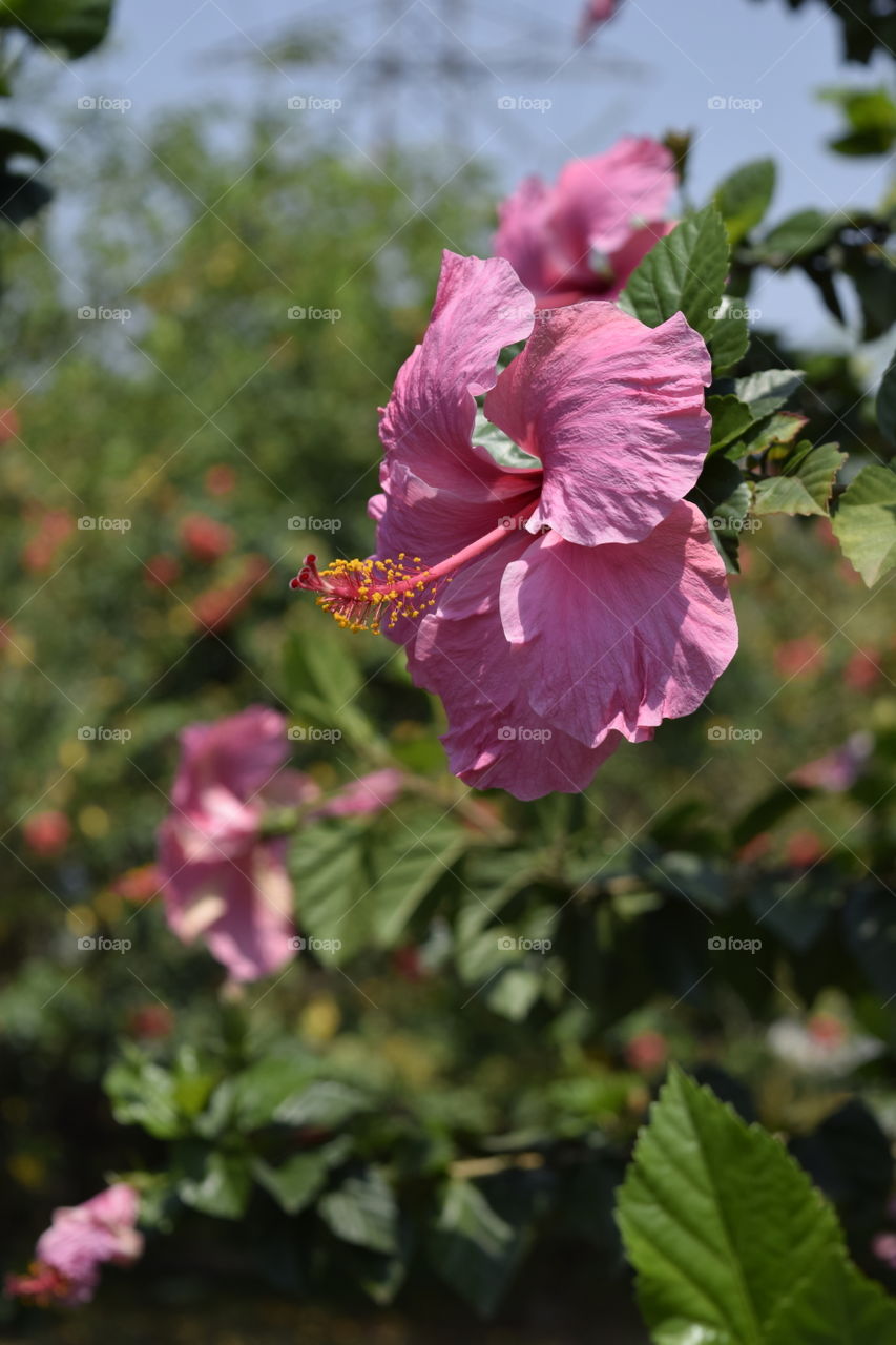 hibiscus Pink