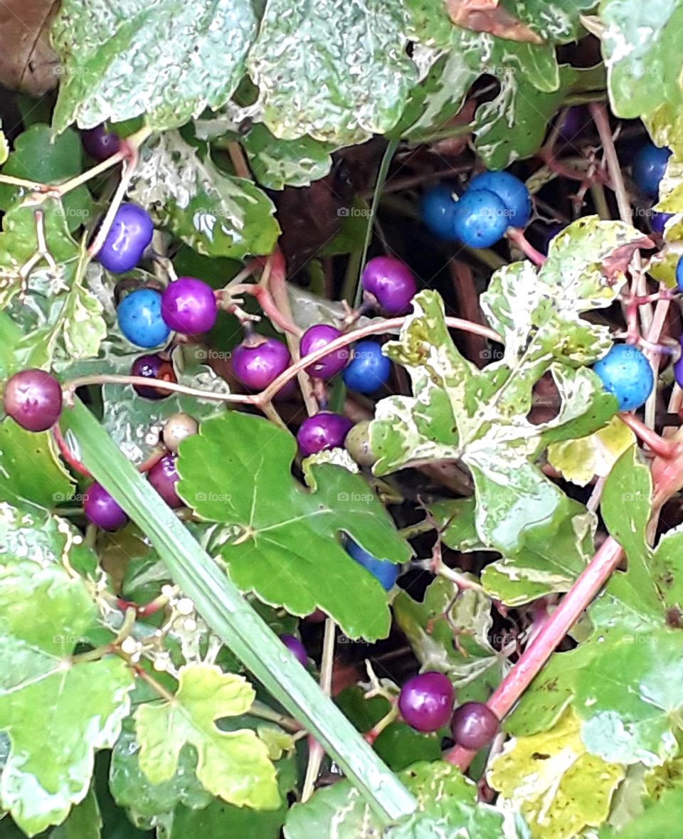 multicolor  berries  of a creeper - porcelain berry