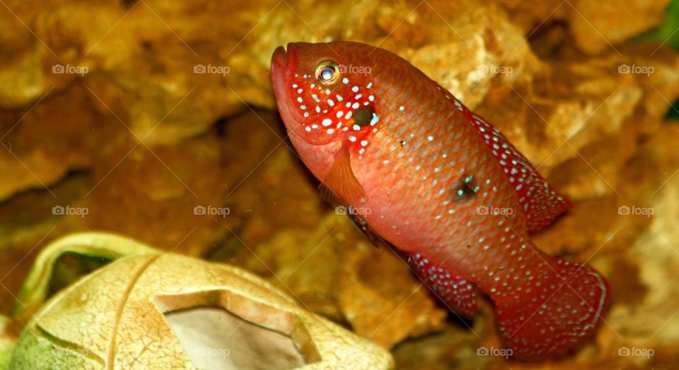 Red fish 