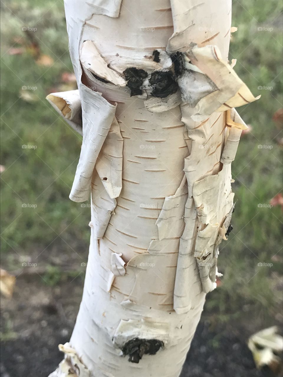 Birch Tree