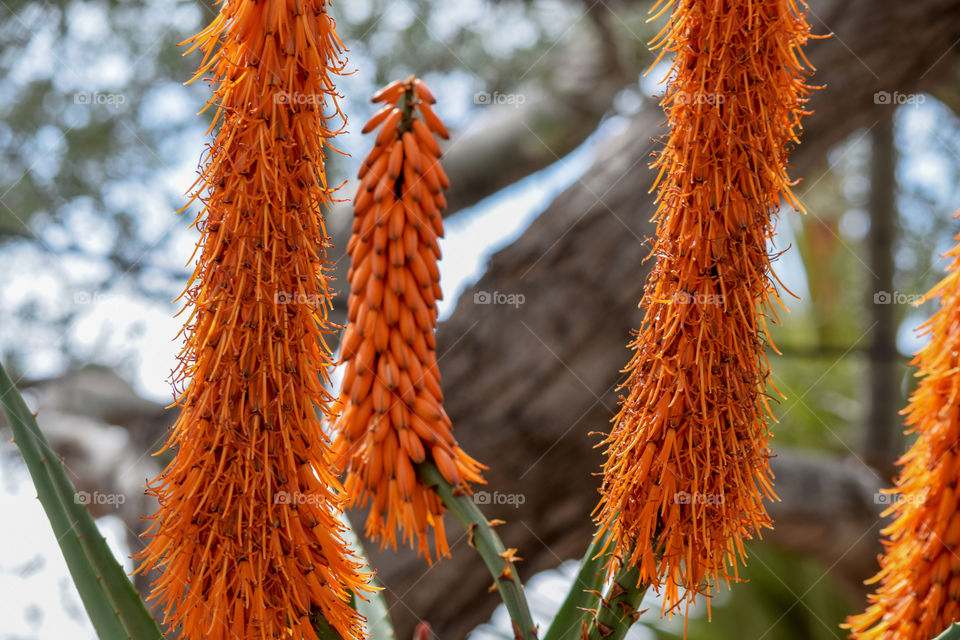 Nature, Flora, No Person, Tree, Fall