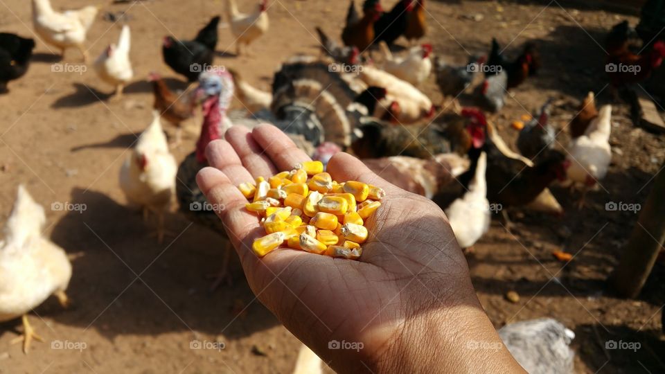 corn. corn on a hand for the animals