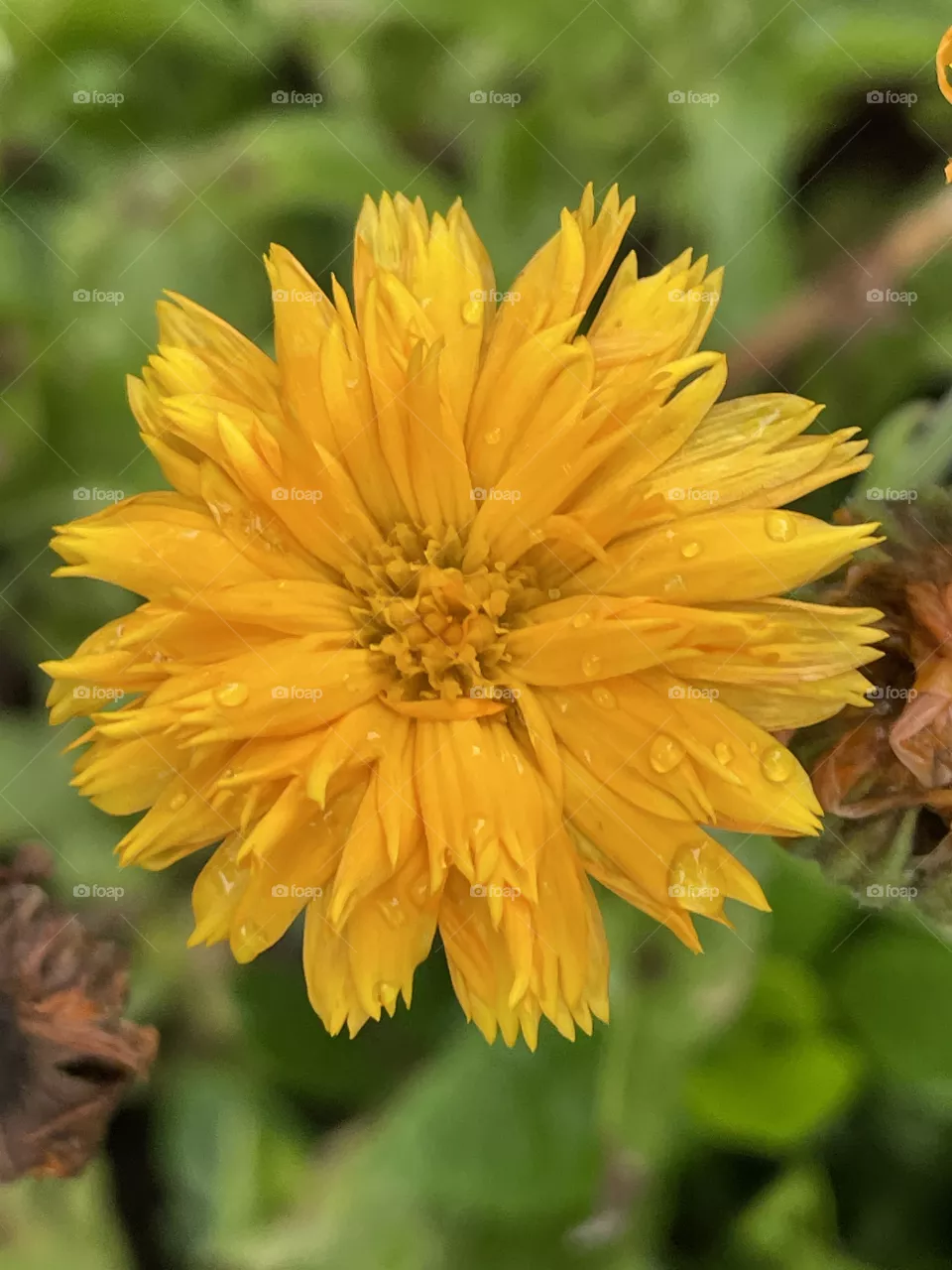Yellow flowers 