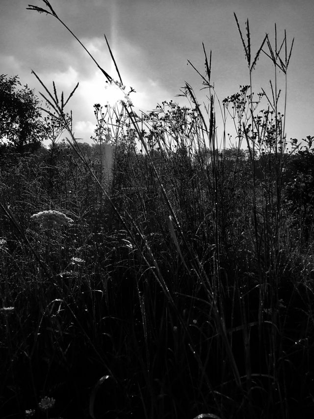Marsh 
