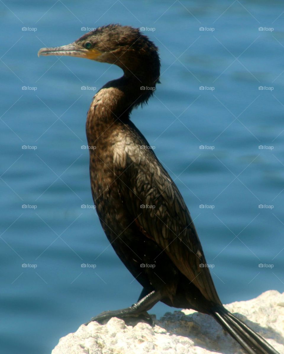 Side Profile of a Cormorant