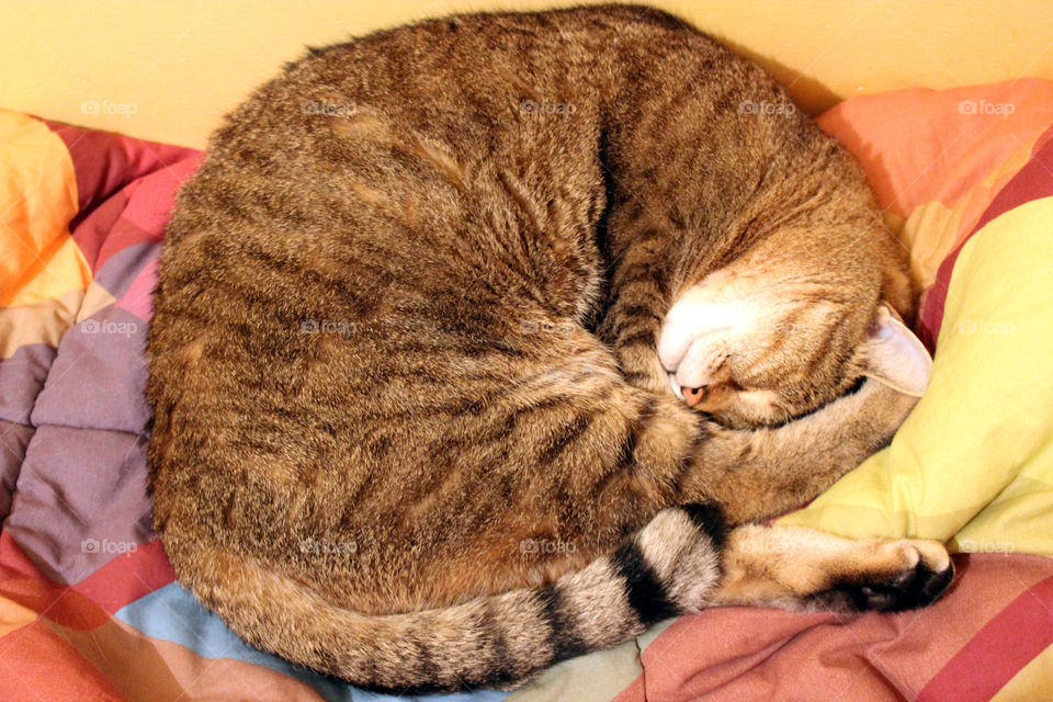 cat round sleeping