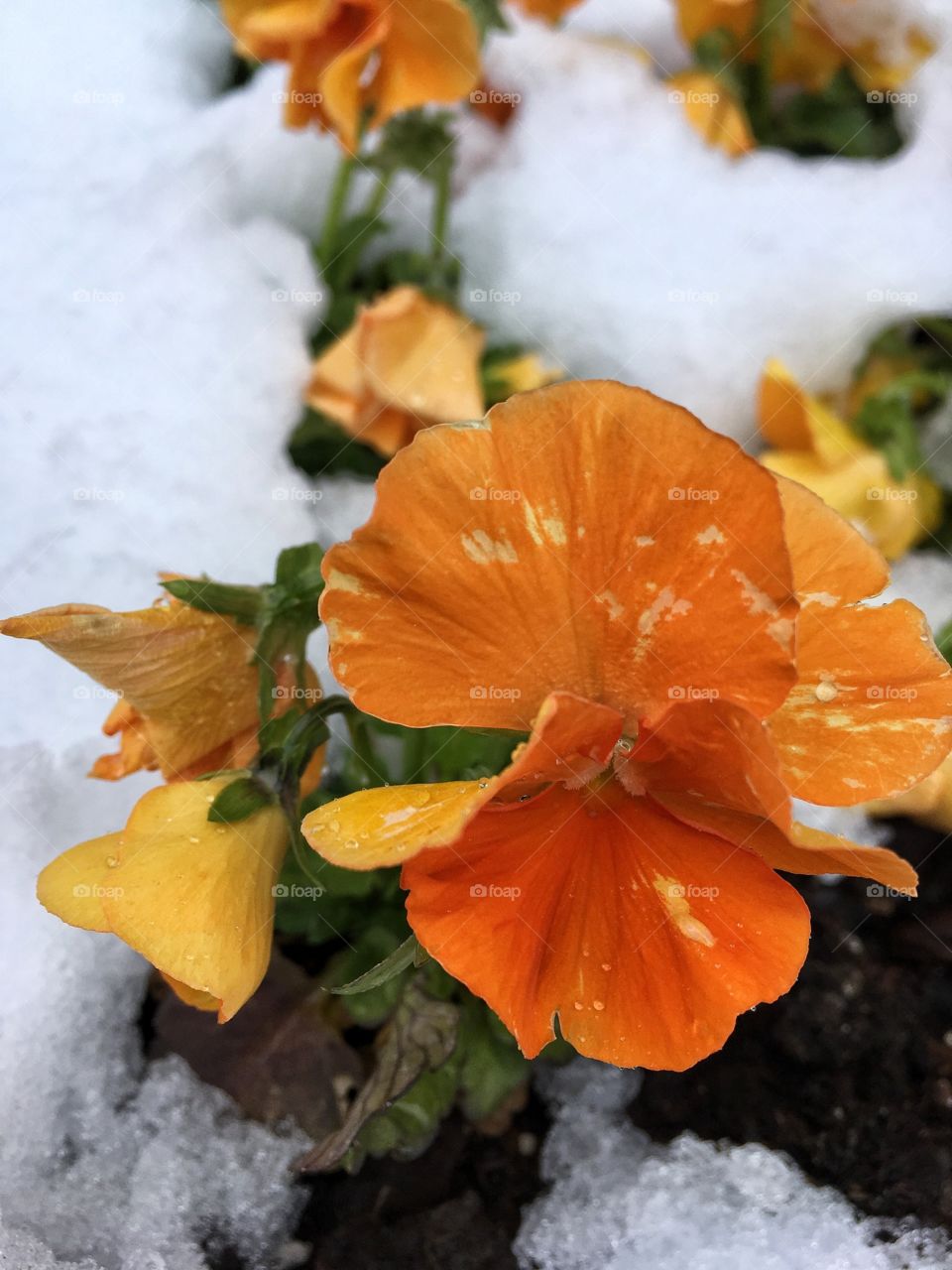Flower in snow 