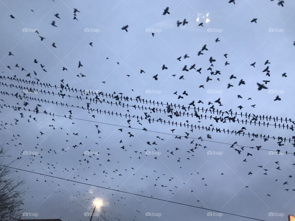 Migrating birds - resting place
