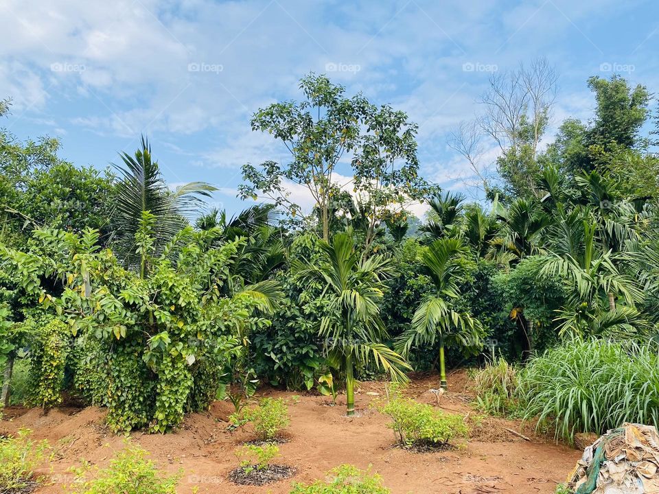 Nature with jasmine flower plant and also other plants with beautiful background