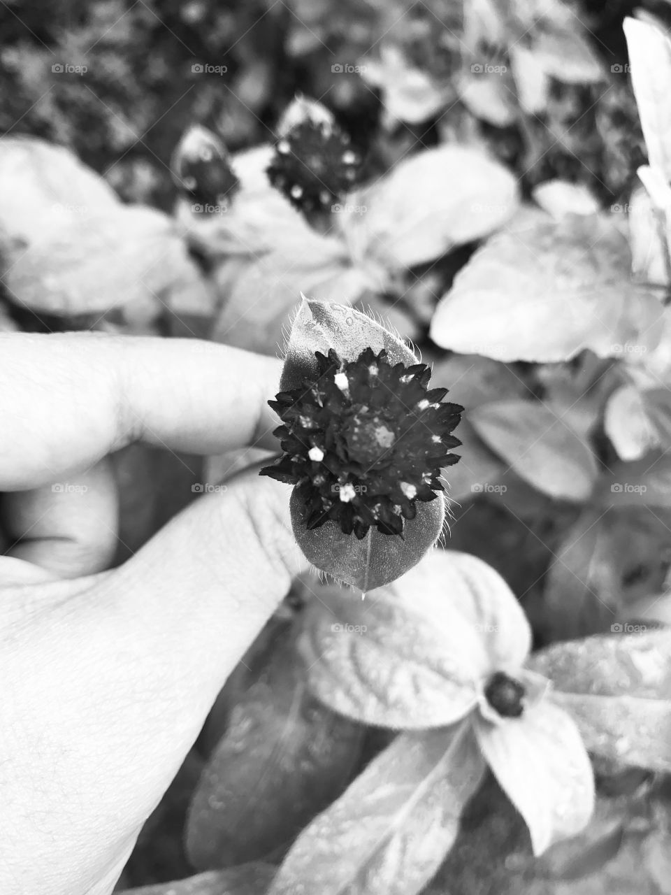 Holding beautiful flower 