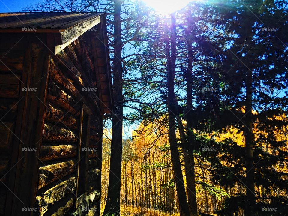 Cabin fever 2. Golden gate canyon state park, CO