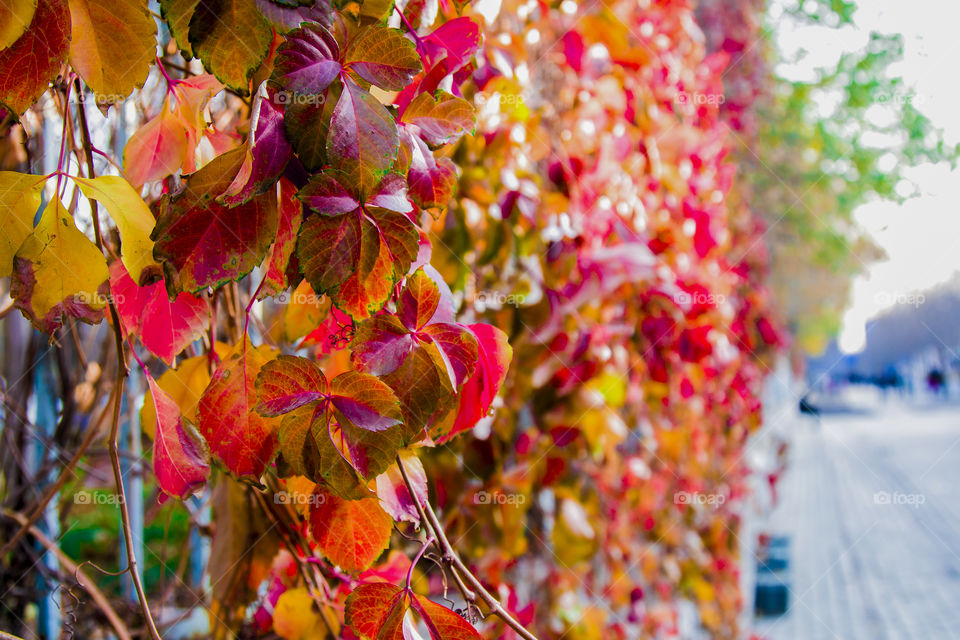 Colorful leaves of autumn
