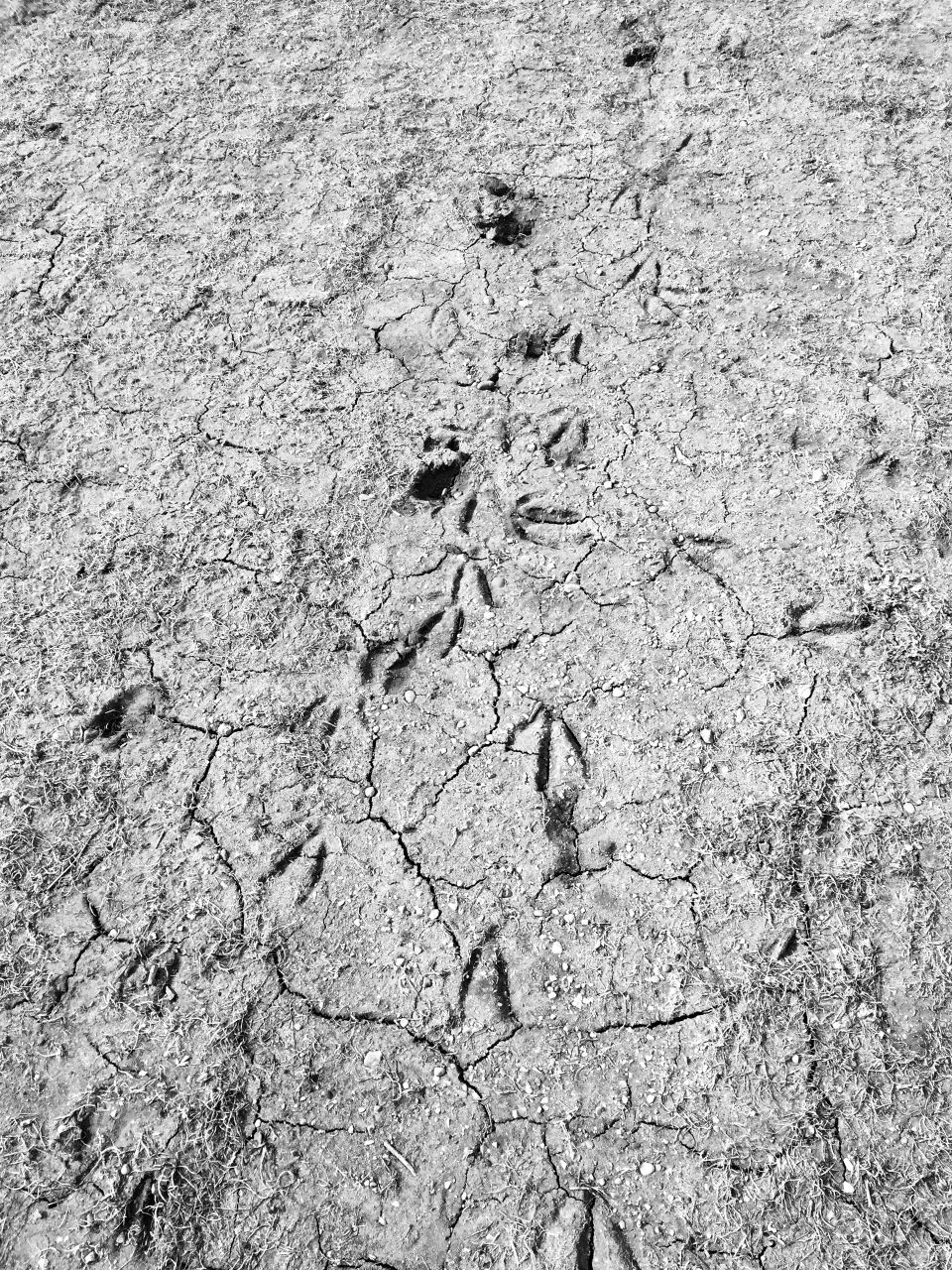 Geese tracks 