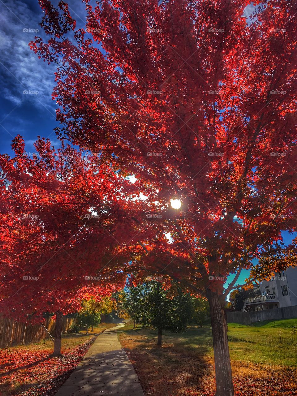Fall walk in the park