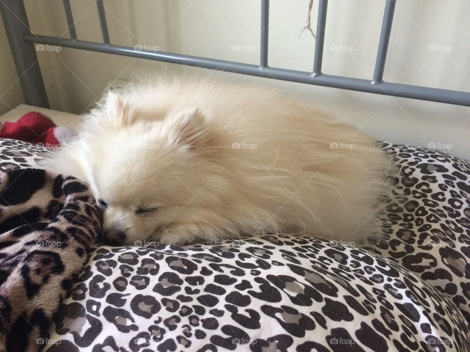 Sleeping Pomeranian 