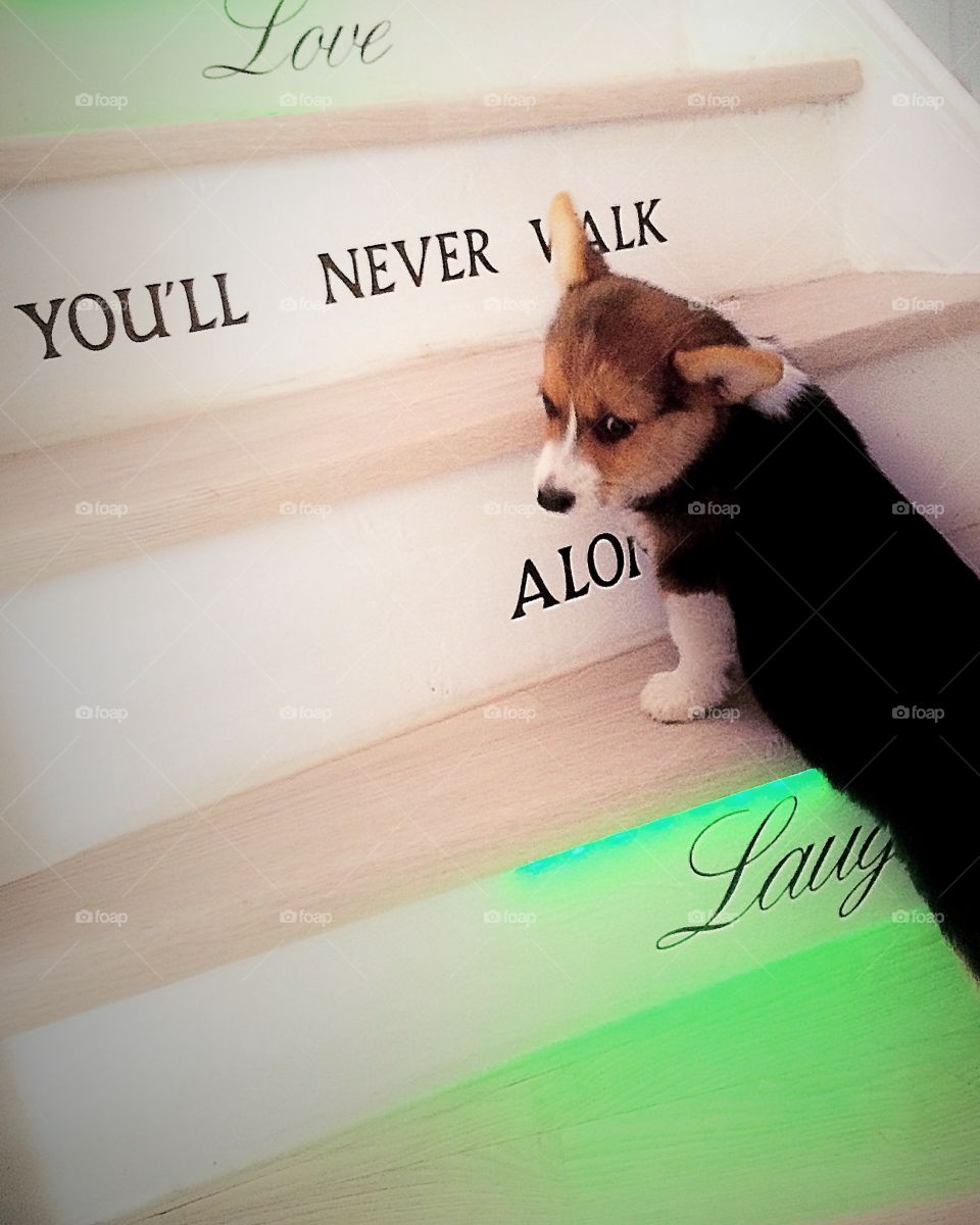 Corgi in stairs. Little corgi pup in stairs of words