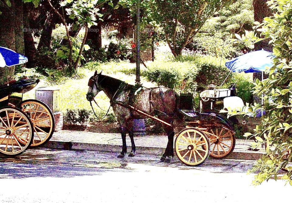 Horse and buggy carriage waiting for a rider in Malaga, Spain 