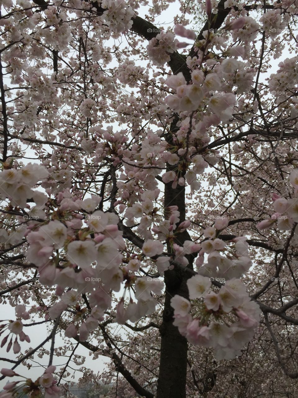 Cherry blossoms Washington, D.C. 