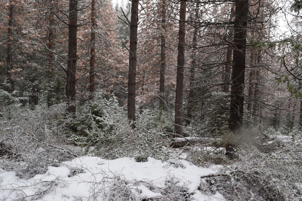 Landscape.  Snow on forest.