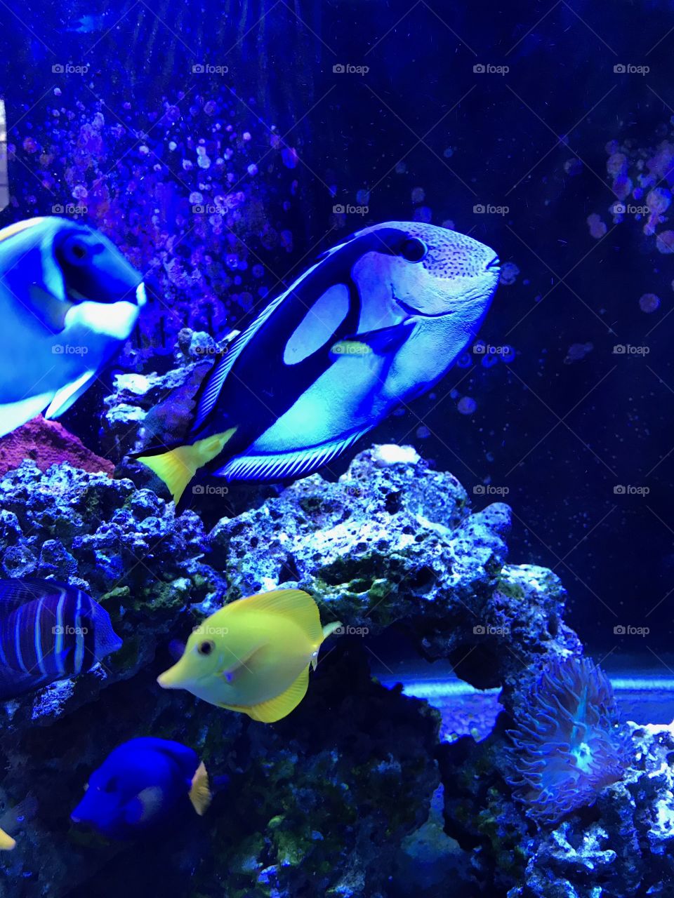 My Blue Hippo Tang