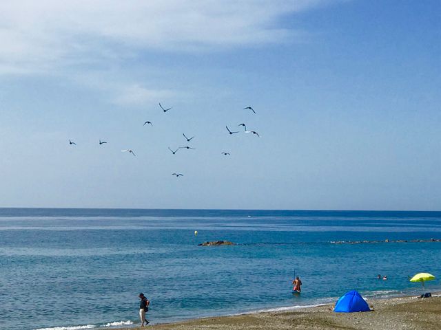 Seagulls over the Mediterranean, Andalusia, Spain