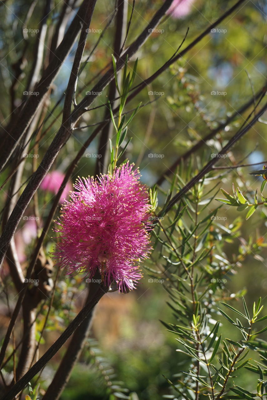 Bottlebrush