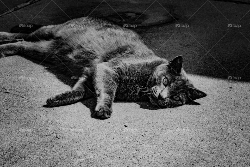 tired cat resting on the sidewalk on a hot summer day