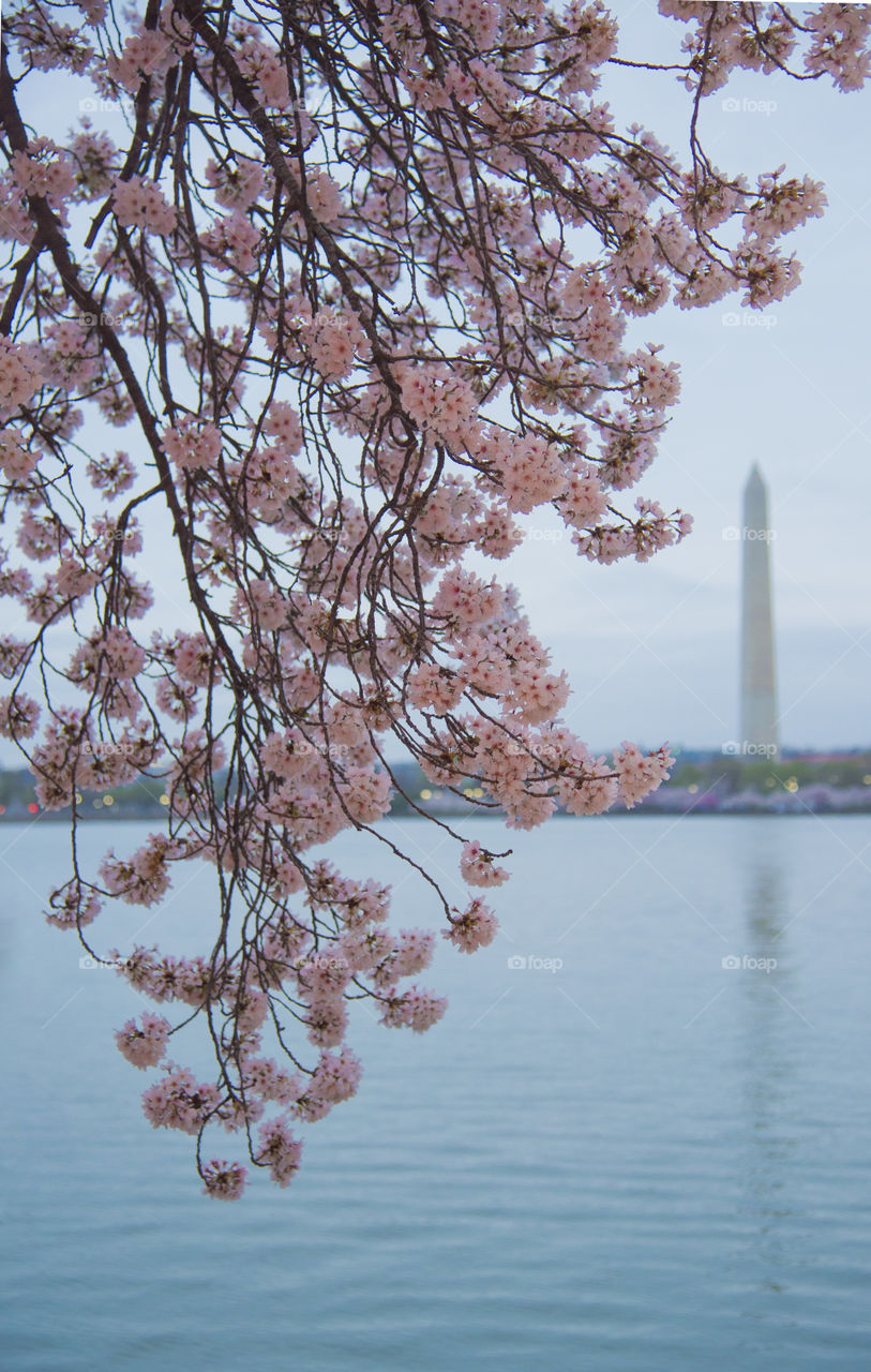 Springtime in Washington DC