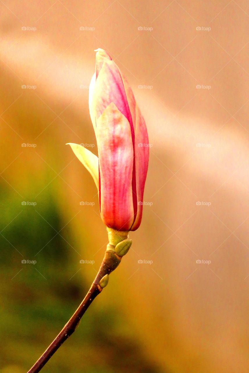 Spring magnolia bud