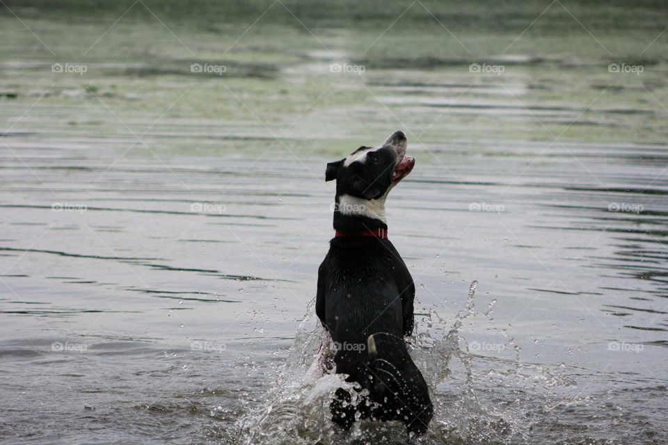 dog playing in water
